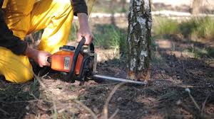 How Our Tree Care Process Works  in  Valley Falls, SC